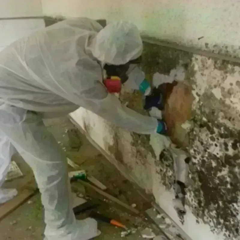 Mold Remediation and Removal in Mendon, VT